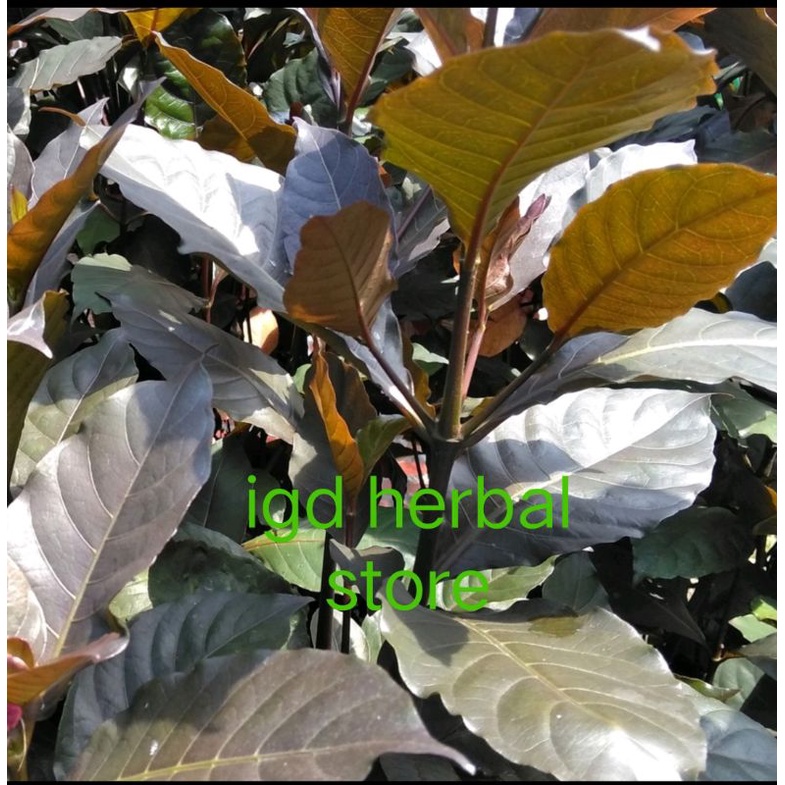 

Daun ungu segar daun handeulem pres 1 lembar