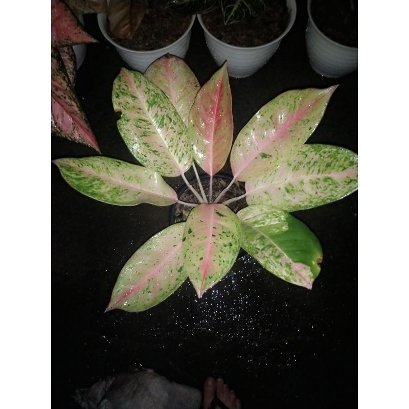 Aglaonema Big Roy