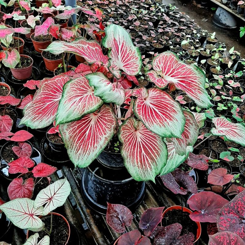 Flying garuda/Tanaman hias keladi/Tanaman hias caladium/Keladi hias/Keladi import/Keladi lokal