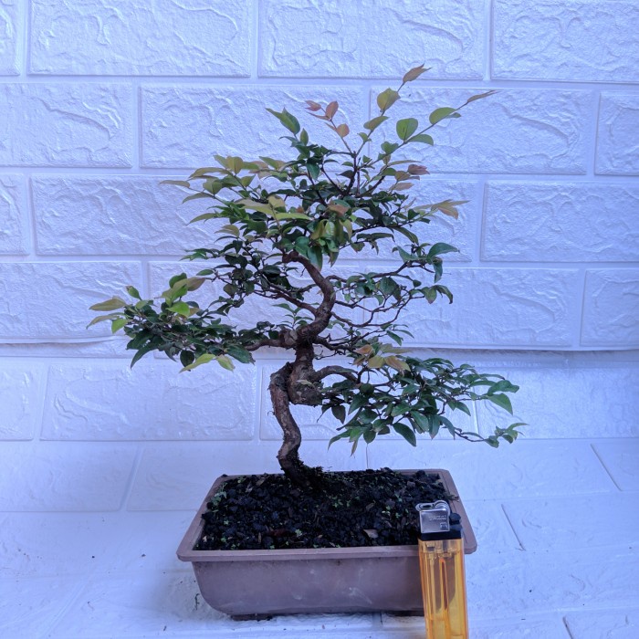 Bonsai Kupa Landak-Anggur Brazil tanaman