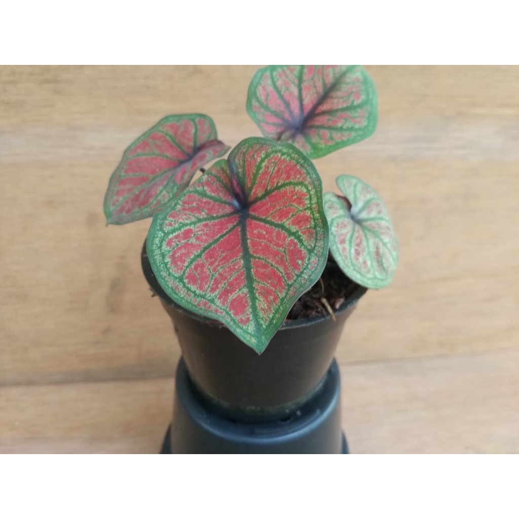 Caladium Keladi Mascote Remaja Kirim Seperti di Foto Real Pic