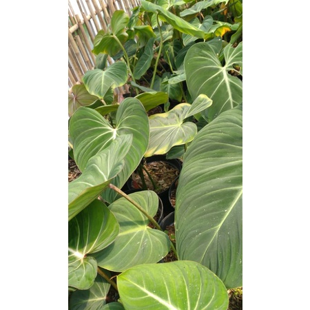 gloriosum/gloriosum uk. besar