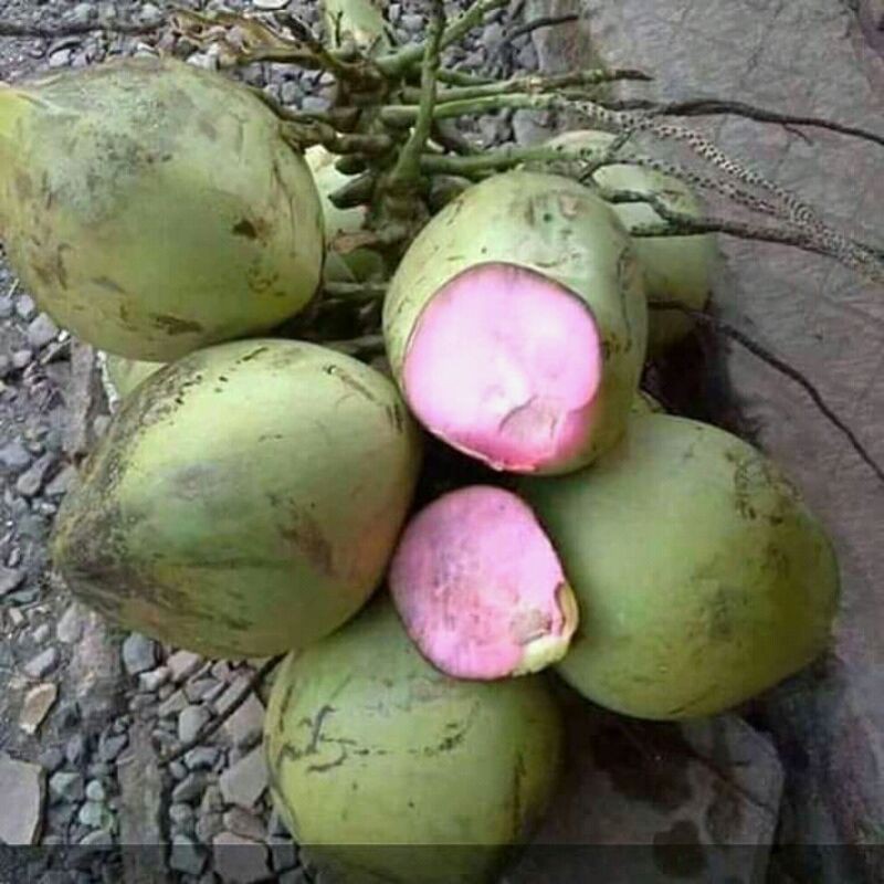 bibit kelapa wulung hibrida