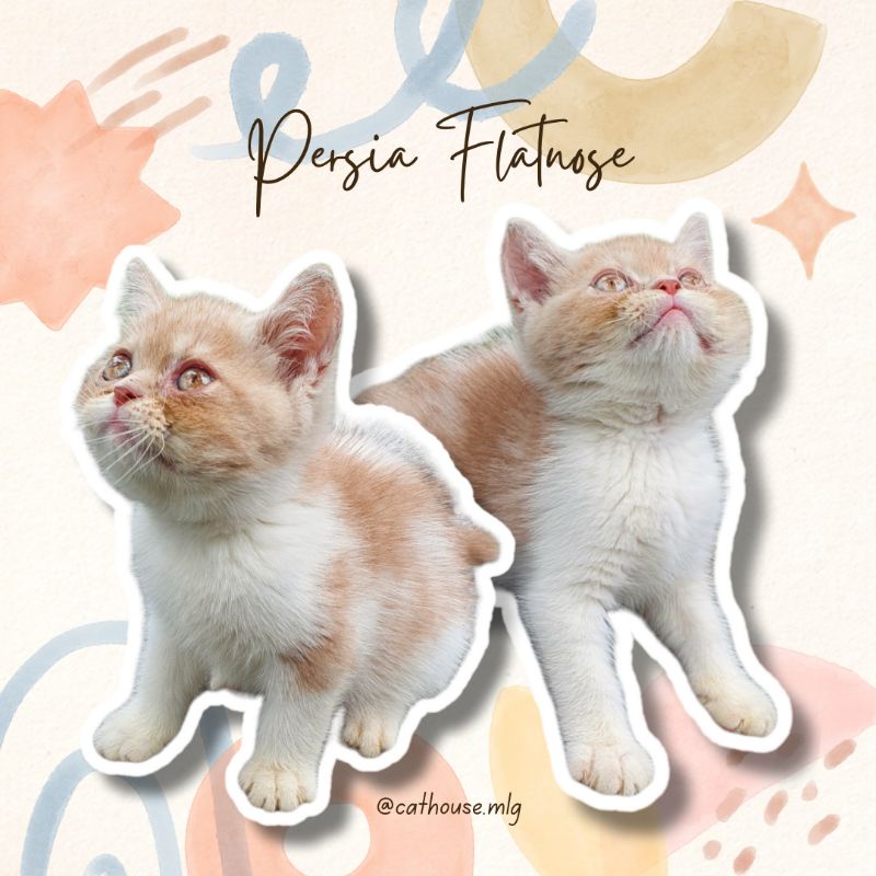 Kucing Kitten Persia Flatnose Exotic Shorthair Bicolor Lucu