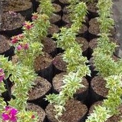 tanaman hias Bougenville variegata singapura