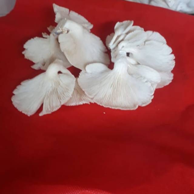 

Jamur Tiram Putih