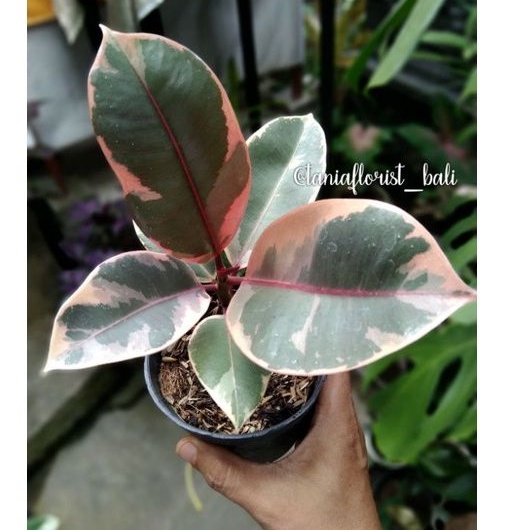 ficus elastica ruby varigata - karet kebo varigata