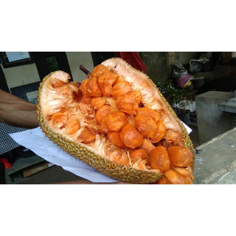 

cempedak tipe king promo ( ready) buah super 1,5-2,5-3 , barang udh mulay susah
