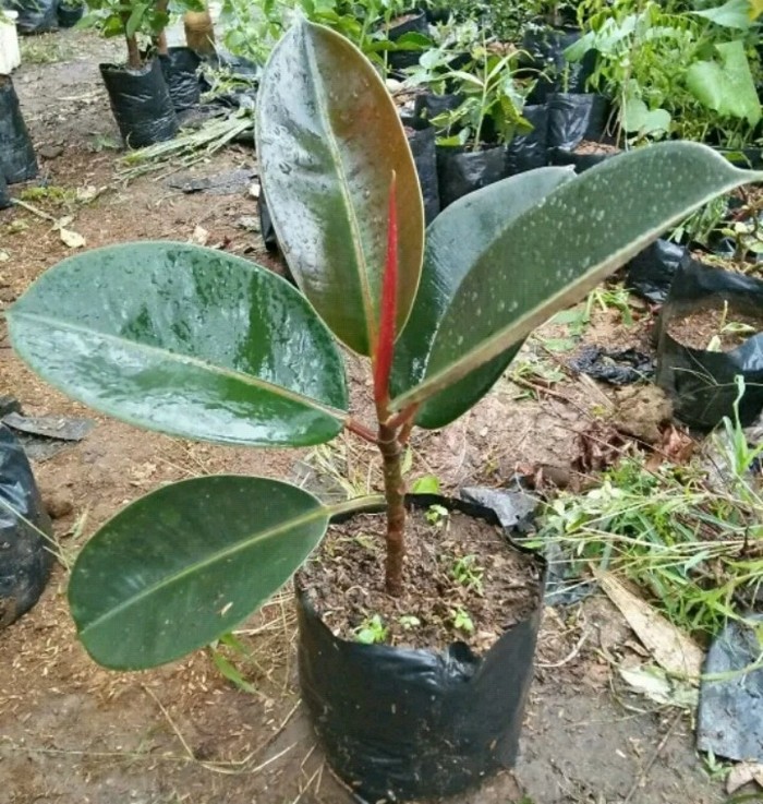 Bibit pohon karet kebo/daun karet kebo