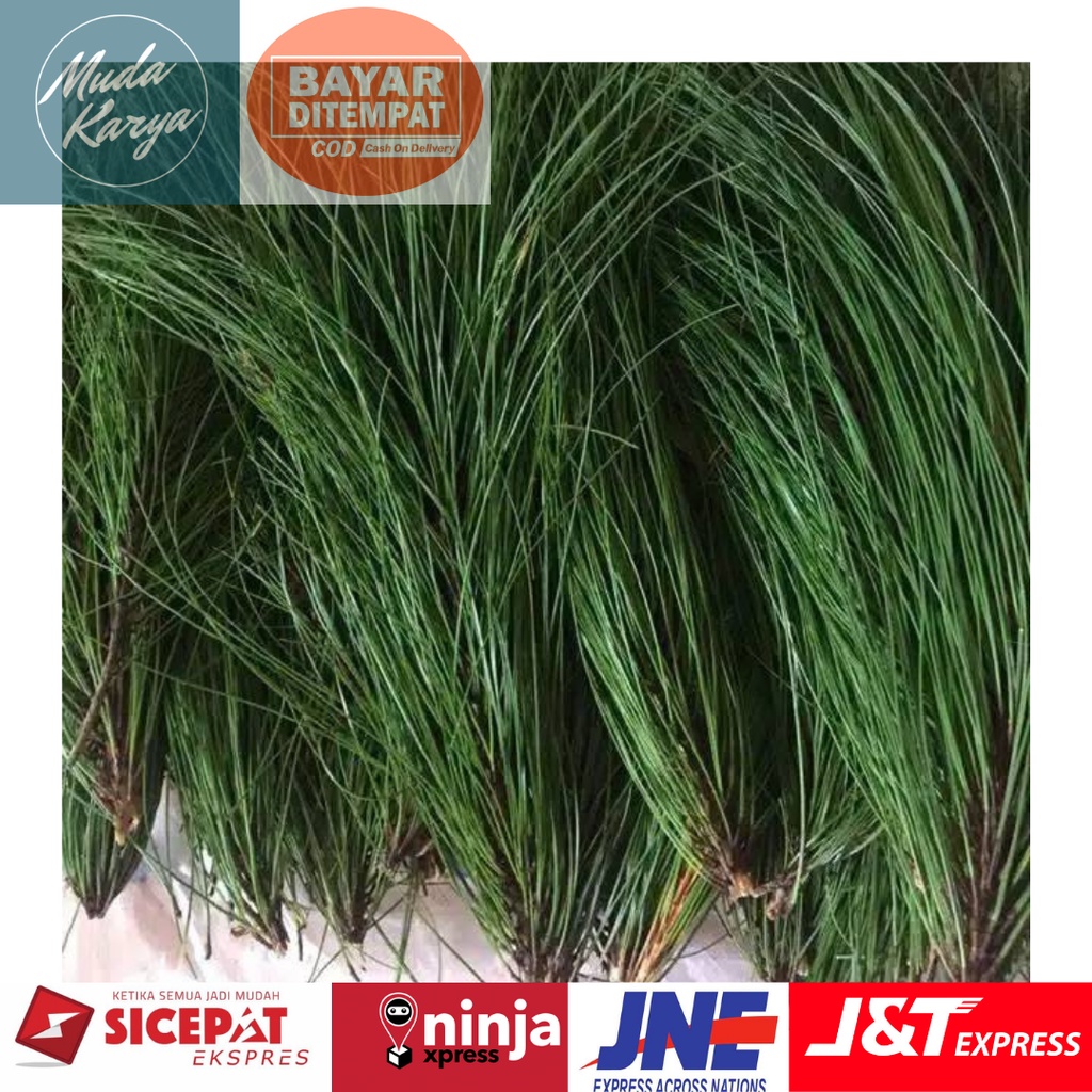 

DAUN PINUS SEGAR / DAUN PINUS HERBAL 250gr