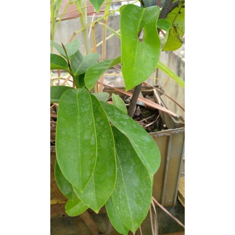 

Daun Sirsak segar 100 gr