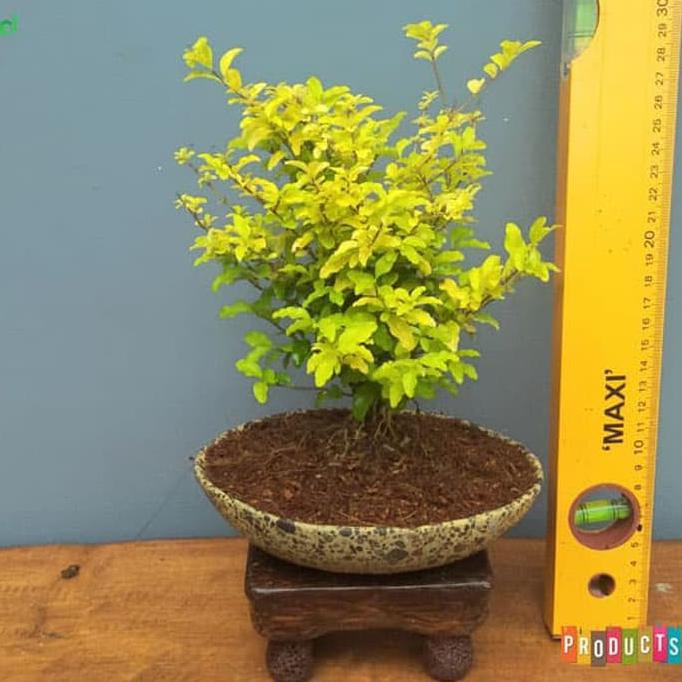 Diskon Bahan Bibit Tanaman Bonsai Lagestrum Daun Kuning Sunshine Ligustrum Diminati Banget Shopee Indonesia