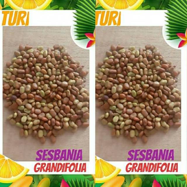 Biji Turi 500 gram