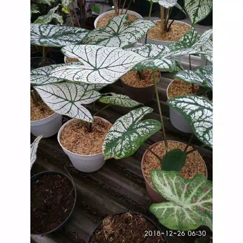 tanaman hias keladi putih / keladi putih / keladi