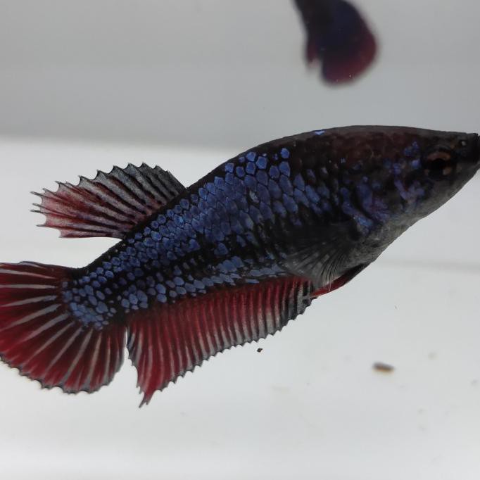 Ready Ikan Cupang Female/Betina Line Avatar