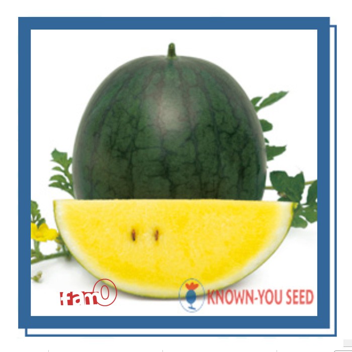 Benih / Biji / Seed Semangka F1 Sun Bao Kuning / Watermelon Known-You