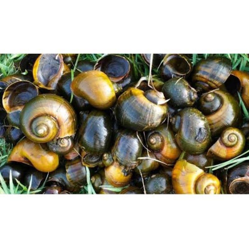 tutut/keong sawah. di konsumsi