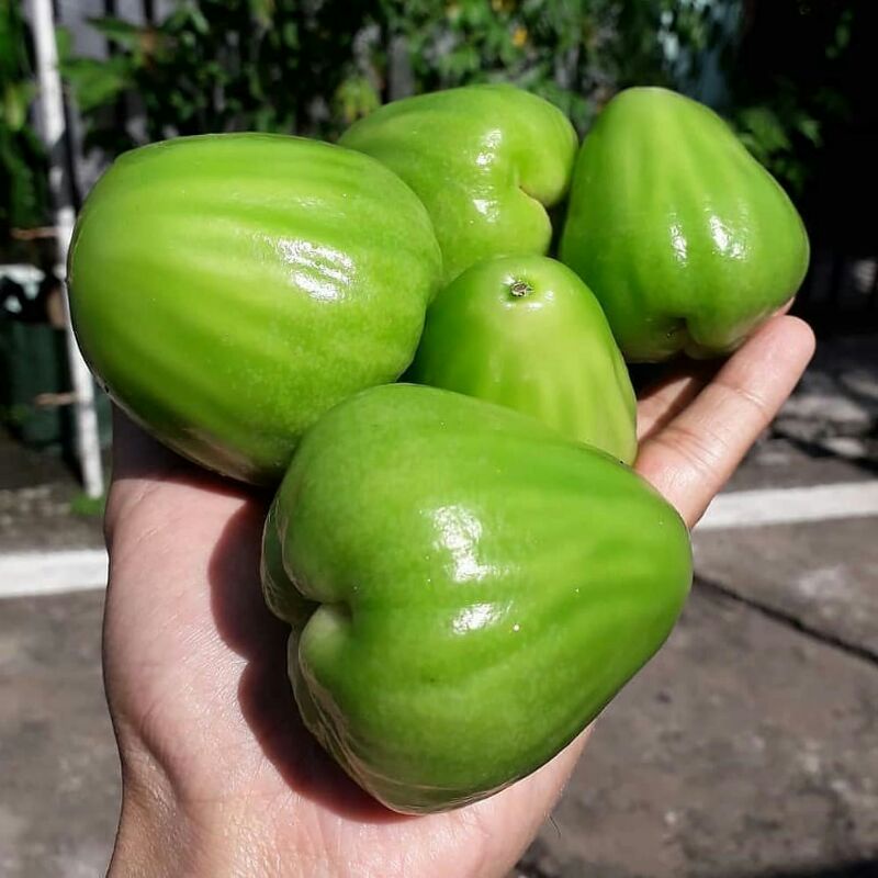 bibit jambu air cincalo tebu | jambu cincalo tebu | jambu air cincalo okulasi | siap tanam | bahan t