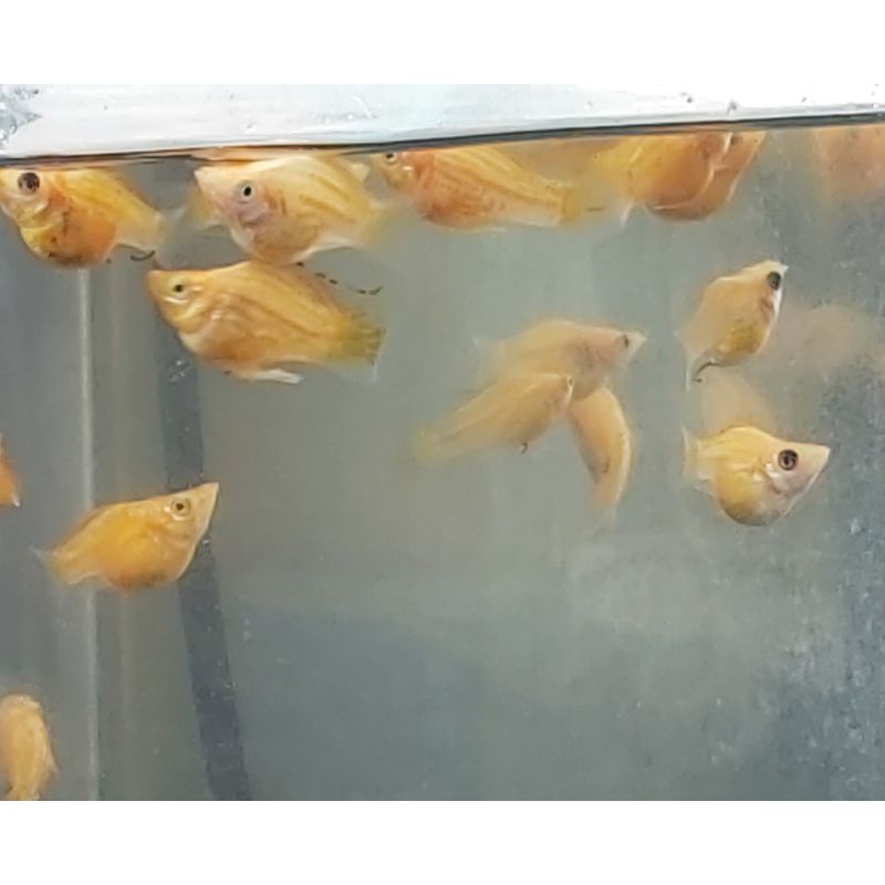 Ikan Hias Molly Balon Orange size M 2-2,5cm