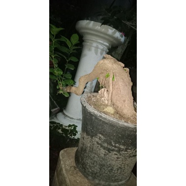 bonsai Wacang Wahung sancang