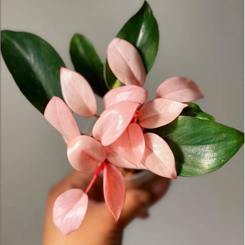 Tanaman Hias Philo Pink / Philodendron Congo Pink princess