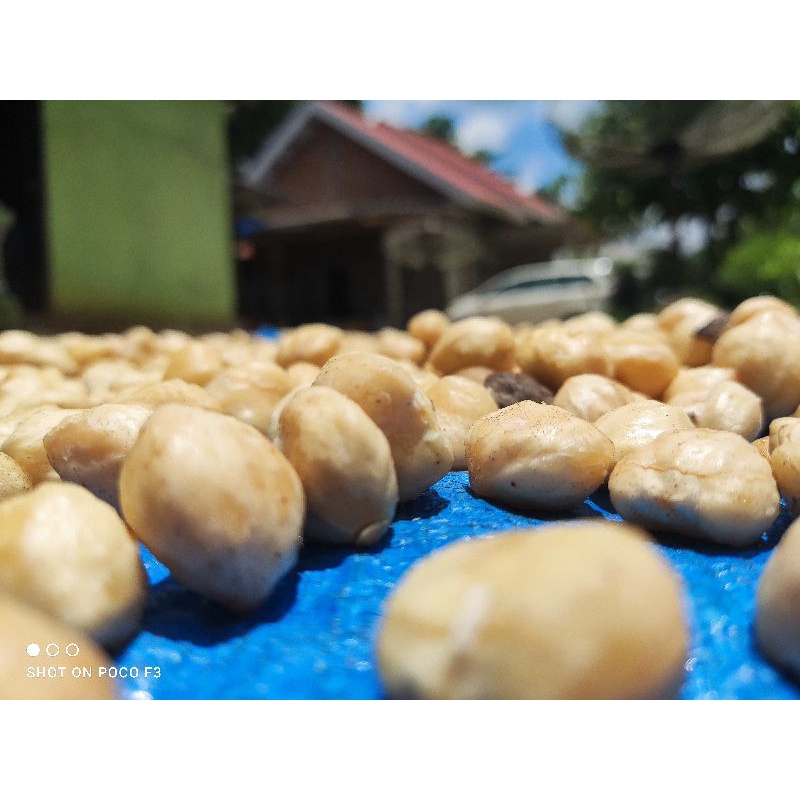 

KEMIRI KUPAS BULAT UTUH