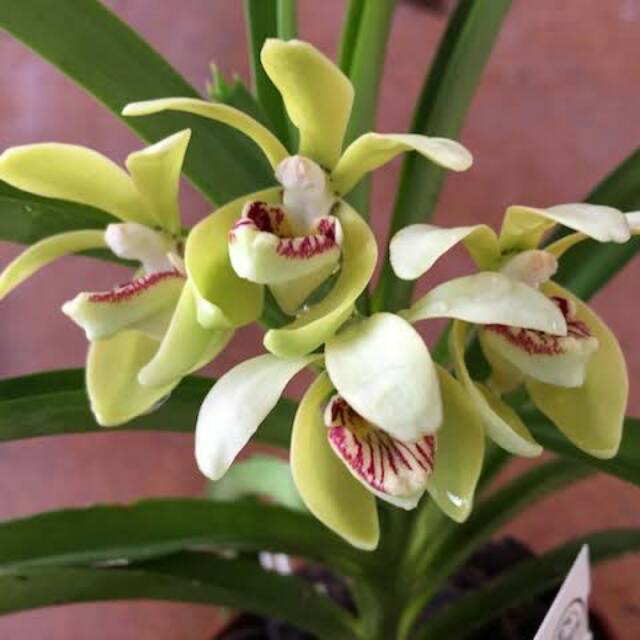 anggrek vanda pumila