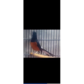 murai Medan vur total MH