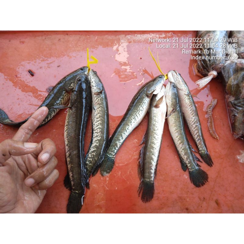 

GABUS FRESH MURAH jual periket