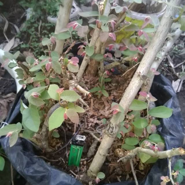 Bonsai bahan walikukun ukuran S hasil dongkelan sudah tumbuh