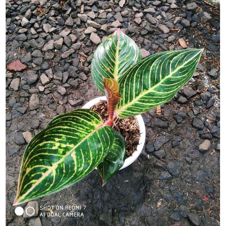 aglonema Kresna golden cantik anakan baby