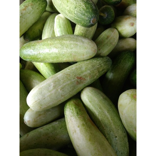 

Mentimun Segar 1kg