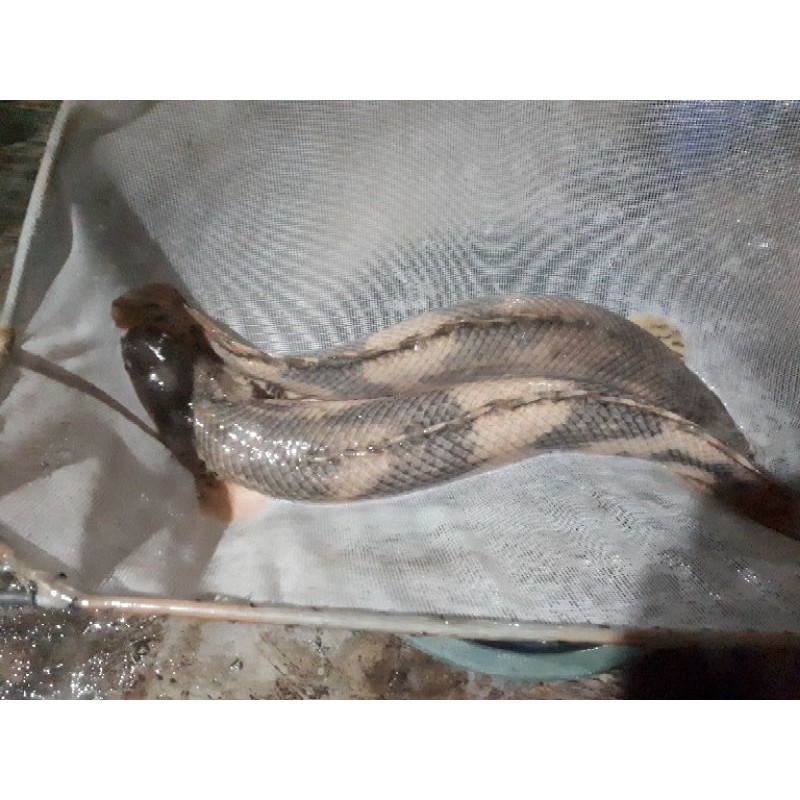 ikan palmas endlicheri besar