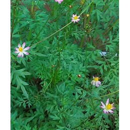 Bibit Kenikir Untuk Sayur / Benih Kenikir / biji kenikir / bibit sayur kenikir