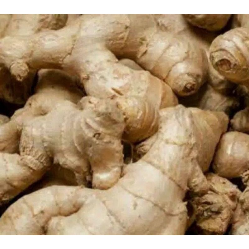 

jahe segar fresh 250gr baru panen