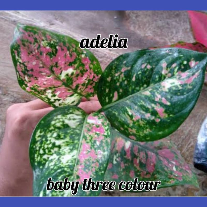 baby aglonema tricolor atau dud tricolor