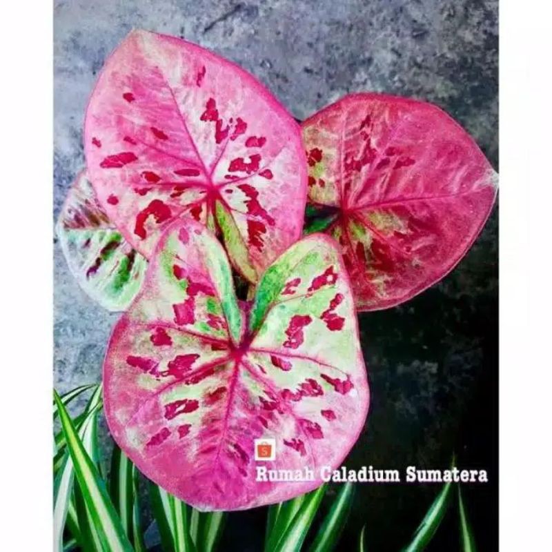bibit caladium raspberry moon linited tahiland