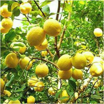 Bibit Jeruk Lemon California Tanaman Buah Jeruk Lemon California