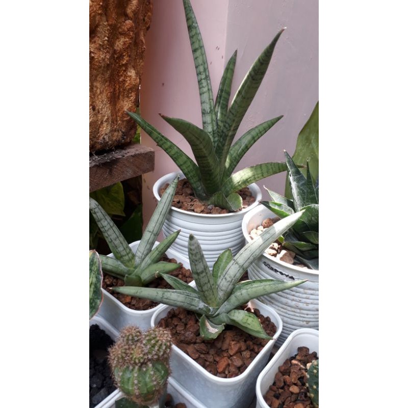 Tanaman hias mini lidah mertua/ sansivera boncel silver