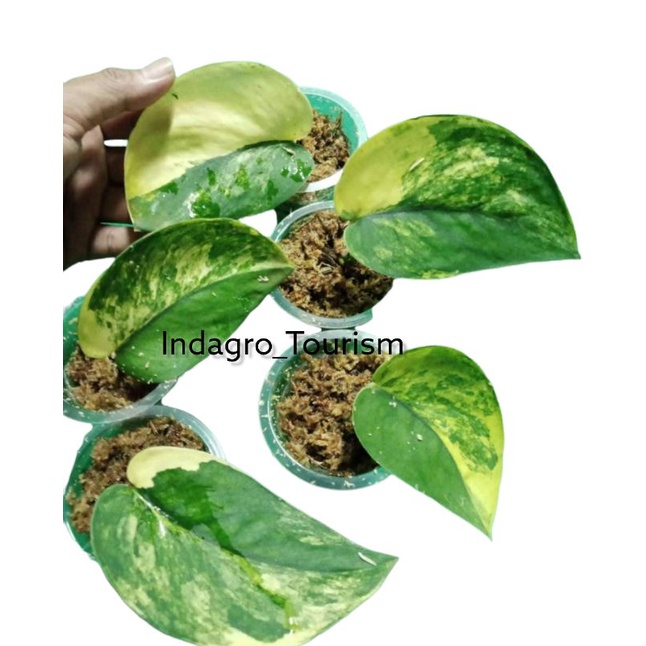 scindapsus jade satin variegata - scindapsus jadesatin varigata