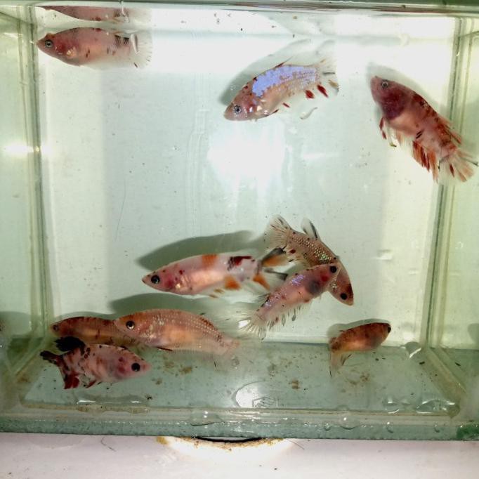 Ready Cupang Multicolor Female Siap Breed