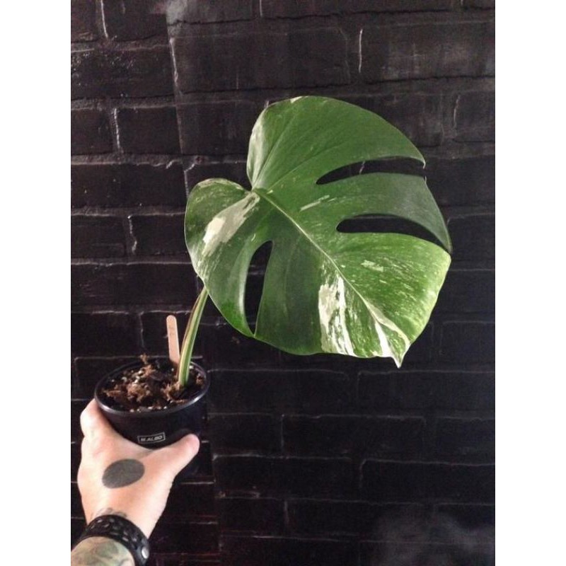 tanaman hias_Monstera varigata dubia/monstera varigata dubia