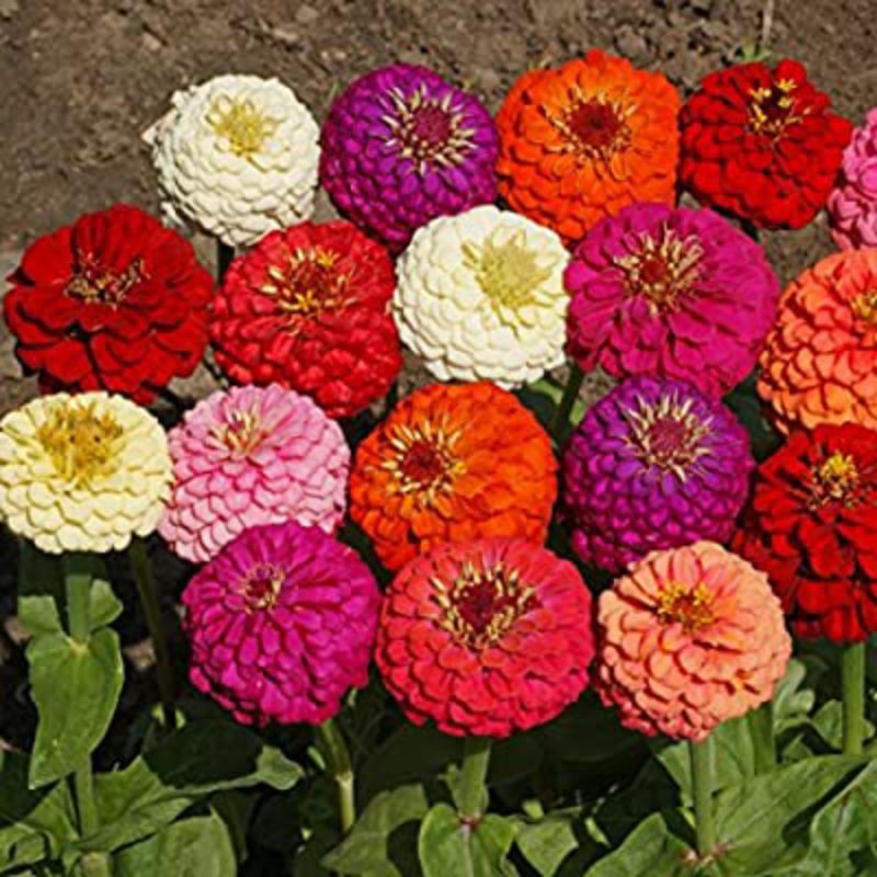 Benih/bibit/seedTanaman Hias Bunga Zinnia Liliput Mix Bunga Kertas