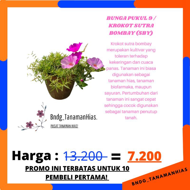 PROMO TANAMAN HIAS BUNGA PUKUL 9 / KROKOT SUTRA BOMBAY (SBY) | TERMURAH!