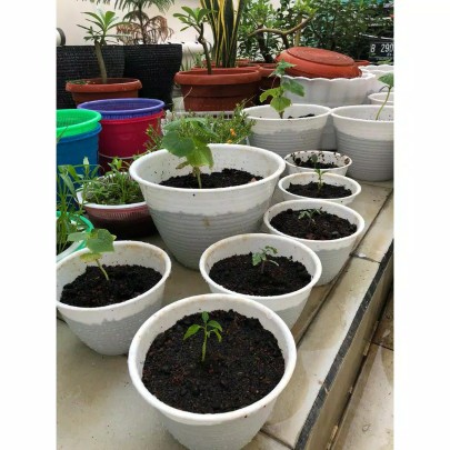 Pot Pagoda Mirip Tawon  Uk 20 (diameter +- 18 Cm) Murah!!