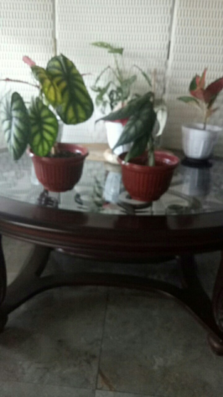 Alocasia Dragon Scale (keladi Tengkorak Hijau) Dewasa