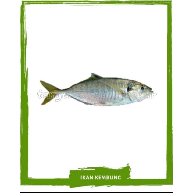 

Ikan Kembung Banjar Segar 500 Gram