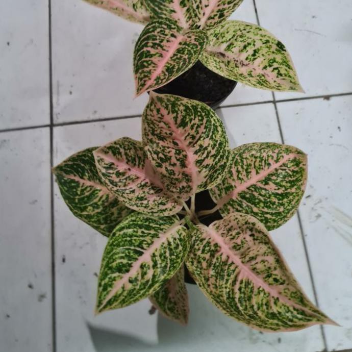 

aglo mutiara