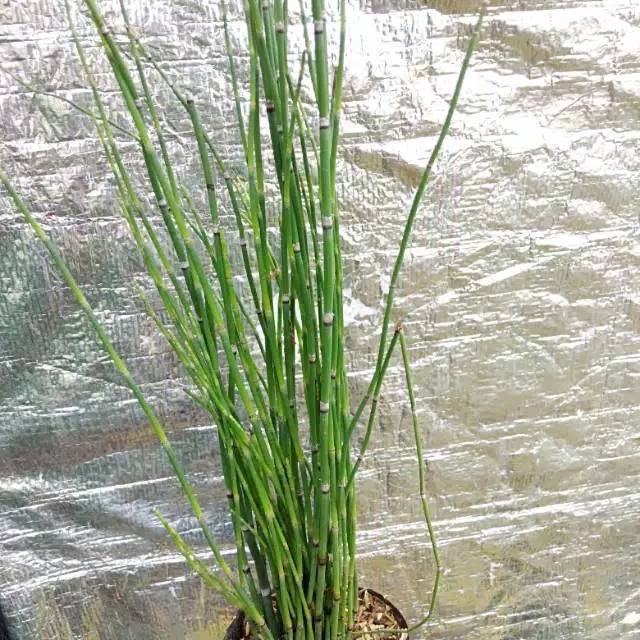 Tanaman hias bambu air/tanaman pot air