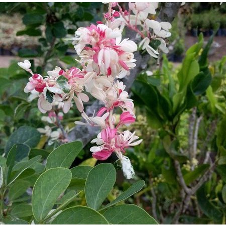 Tanaman Hias Bibit Asem Londo / Asem Belanda / Ranji Bahan Stek Bonsai MURAH